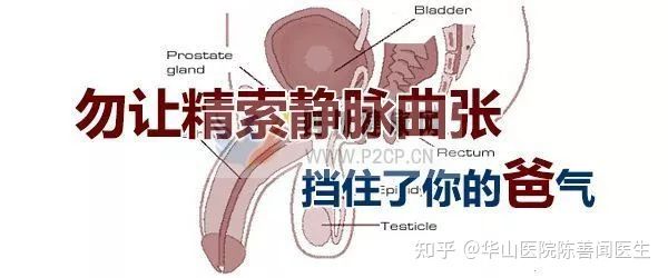 得了弱精子症别着急,看这篇文章就清楚了(图2)