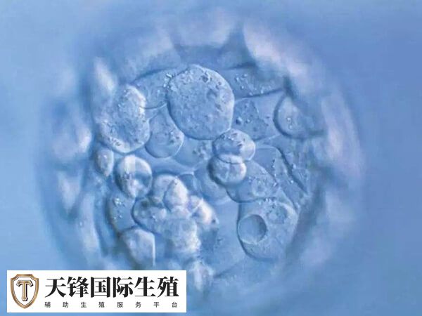 冻胚移植怀孕后如何保胎(图2) 冻胚移植后要注意健康饮食