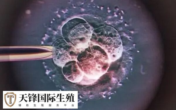 优质囊胚为什么会失败(图2) 子宫环境差会降低移植成功率