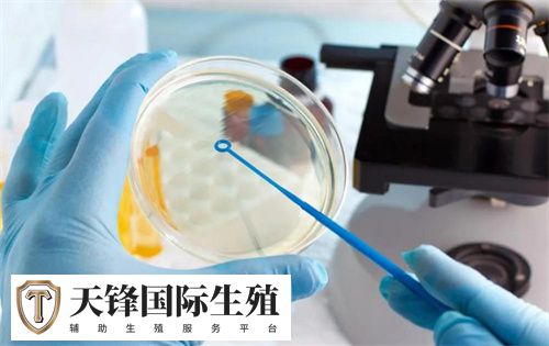 做试管为什么优势卵泡排不出来？