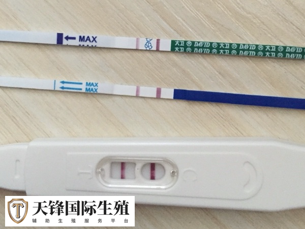 移植冻胚和鲜胚哪个先测出来(图1) 冻胚和鲜胚移植后验孕时间一样