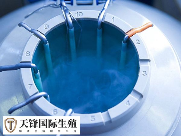 移植冻胚和鲜胚哪个先测出来(图3) 液氮可保存胚胎