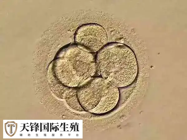 移植冻囊胚成功后需要几次b超检查