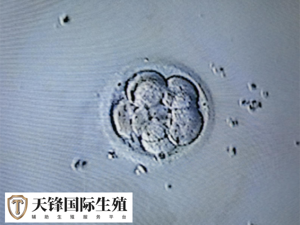 试管取卵几个较好