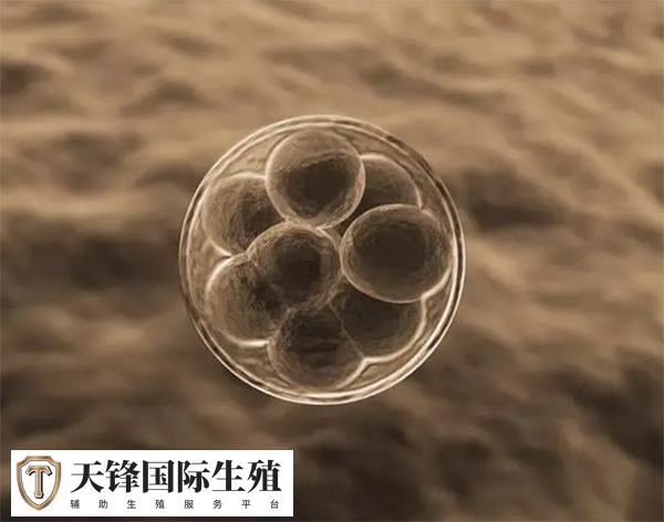 FSH高对试管的影响(图2) 高水平的FSH通常表明卵巢储备功能下降