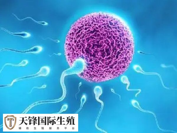fsh和lh如何解读(图2) LH的作用是促进女性排卵和黄体生成
