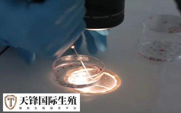 平衡易位试管怎么样