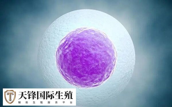 试管医生哪些暗示是生男孩(图2) 常规胚胎移植时无法通过形态学判断性别