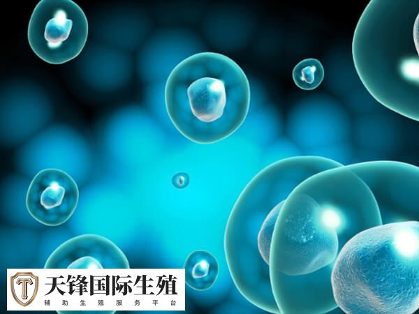 试管移植一个四级胚胎成功率高不高