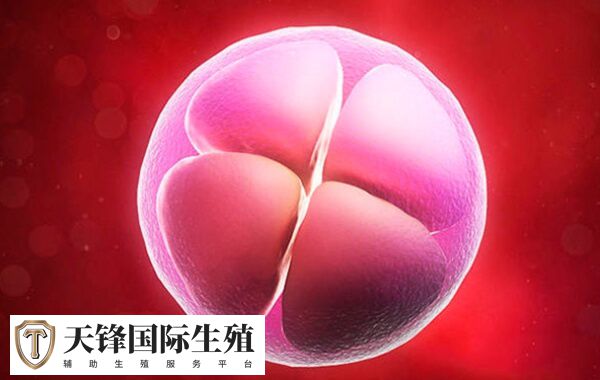 试管移植一个四级胚胎成功率高不高(图2) 试管一个四级胚胎成功率不高