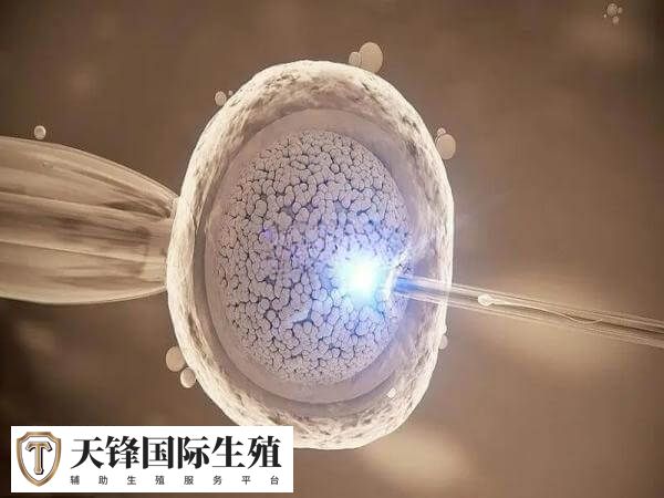 试管一代转二代会不会浪费卵子(图2) 补救ICSI的主要目的是提高受精率