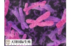胎儿染色体变为四倍体的原因是父母染色体数